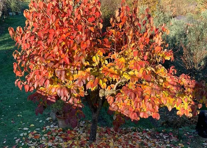 Вилла Podere Maria Lena, Casentino Chitignano