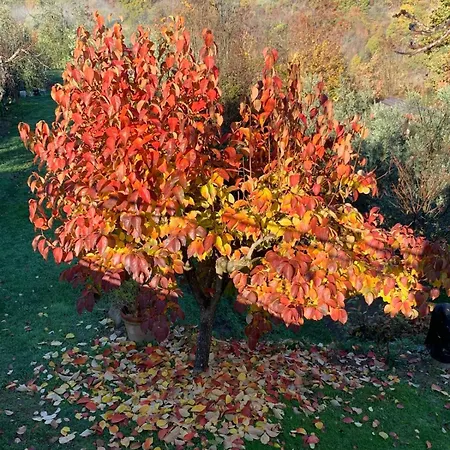 Βίλα Podere Maria Lena, Casentino Chitignano